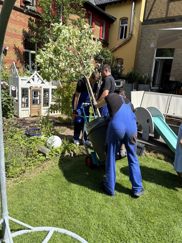 Drei Mitarbeiter bewegen einen hohen Baum im Kübel mit einer Sackkarre über eine Rasenfläche