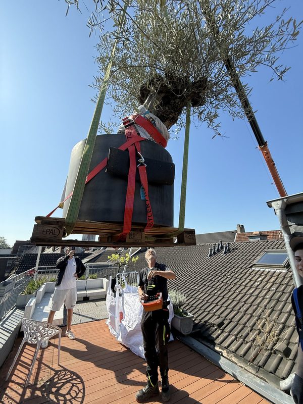 Großer Olivenbaum im Pflanzkübel hängt an Gurten über einer Dachterrasse